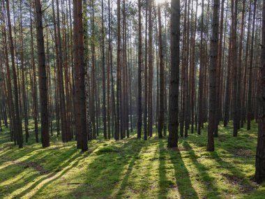 Uzun çam ormanı. Bu bir sonbahar sabahı. Ağaçların arasında yükselen güneşin ışınları tarafından aydınlatılan bir sis var..