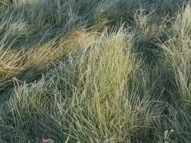 Sonbahar, çayırda soğuk bir sabah. Çimenlerin yaprakları ve kulakları, bitki yaprakları yükselen güneş ışınlarıyla aydınlatılan buz kristalleriyle kaplıdır..