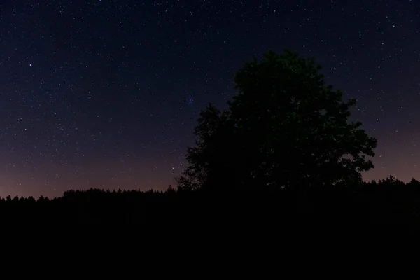 Une Vaste Plaine Couverte Arbres Plongée Dans Les Ténèbres Nuit — Photo