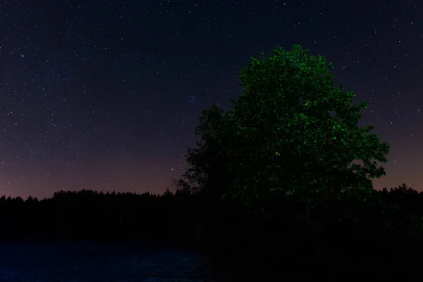 Une Vaste Plaine Couverte Arbres Plongée Dans Les Ténèbres Nuit — Photo