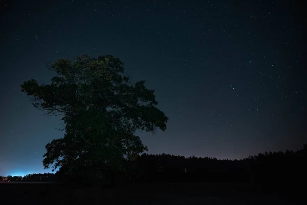 Une Vaste Plaine Couverte Arbres Plongée Dans Les Ténèbres Nuit — Photo