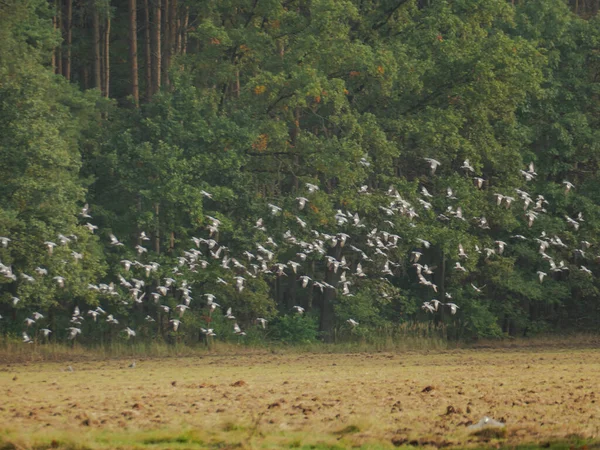 Terras Agrícolas Recém Lavradas Solo Castanho Bando Pombos Selvagens Voo — Fotografia de Stock