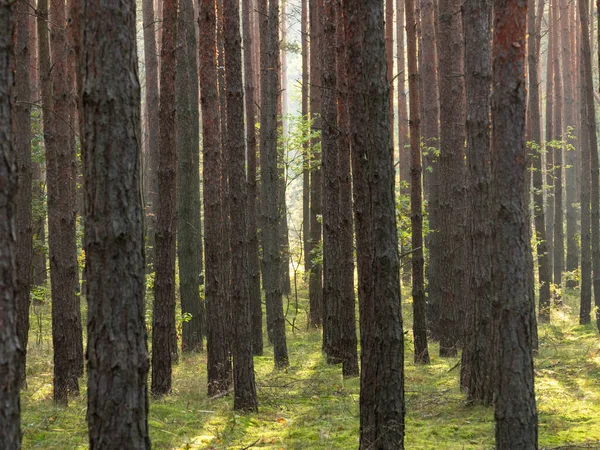 Uzun çam ormanı. Bu bir sonbahar sabahı. Ağaçların arasında yükselen güneşin ışınları tarafından aydınlatılan bir sis var..