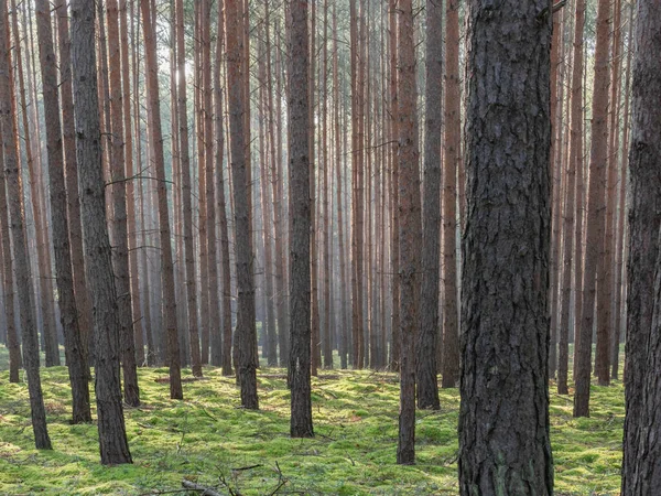Uzun çam ormanı. Bu bir sonbahar sabahı. Ağaçların arasında yükselen güneşin ışınları tarafından aydınlatılan bir sis var..