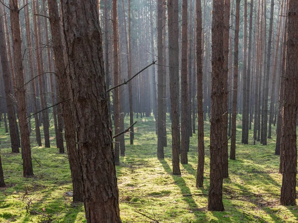 Uzun çam ormanı. Bu bir sonbahar sabahı. Ağaçların arasında yükselen güneşin ışınları tarafından aydınlatılan bir sis var..