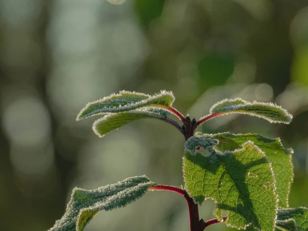 Hösten Frostig Morgon Ängen Blad Och Öron Gräs Blad Ckta — Stockfoto