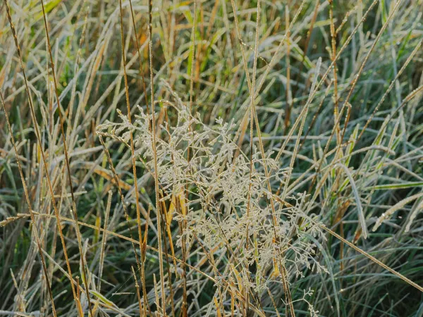 秋には 牧草地で霜の朝 草の翼と耳 植物の葉は 昇る太陽の光に照らされた霜の結晶で覆われています — ストック写真