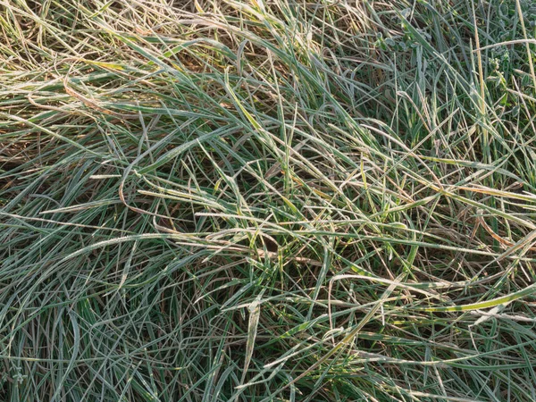 草地上寒冷的早晨 青草的刀刃和耳朵 植物的叶子上覆盖着结霜的水晶 被升起的太阳的光芒照亮 — 图库照片
