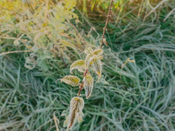 Autunno Mattina Gelida Nel Prato Lame Spighe Erba Foglie Piante — Foto Stock