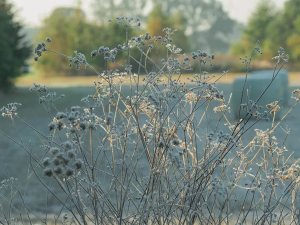 Jesienny Mroźny Poranek Łące Ostrza Uszy Trawy Liście Roślin Pokryte — Zdjęcie stockowe