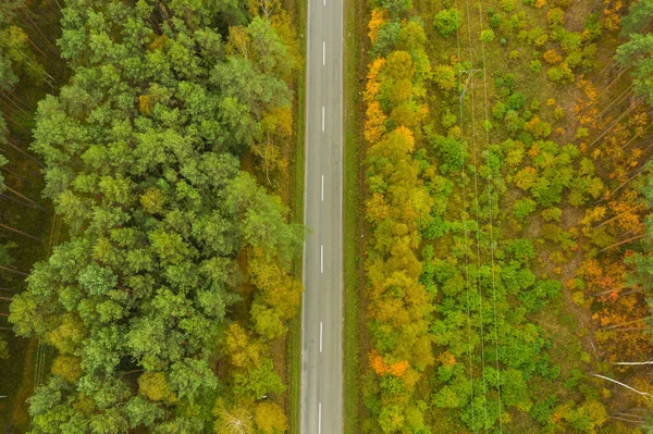 Una Vasta Llanura Cubierta Altos Bosques Pinos Puede Ver Una —  Fotos de Stock