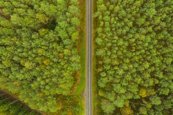 Uma Vasta Planície Coberta Altas Florestas Pinheiros Você Pode Ver — Fotografia de Stock