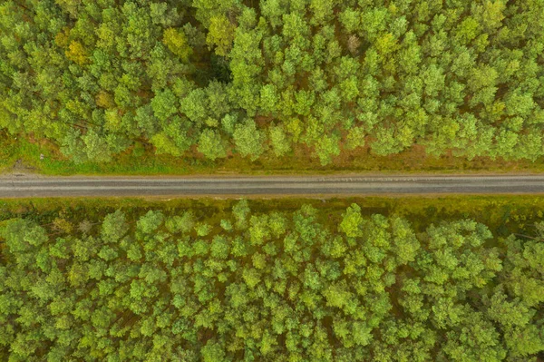 소나무 숲으로 프레임의 중앙에 도로가 입니다 사진은 날으는 드론을 이용해 — 스톡 사진