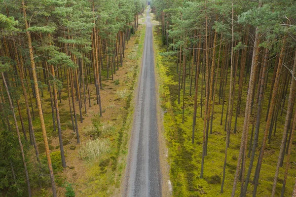 Uma Vasta Planície Coberta Altas Florestas Pinheiros Você Pode Ver — Fotografia de Stock