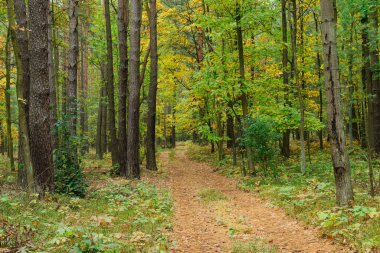 Uzun çam ormanı. Ağaçlar arasında asfaltlanmamış toprak bir yol var. Tekerlek izleri kahverengi iğnelerle kaplı. Tekerlek izleri ve kenarları arasında yer yosunlarla kaplı..