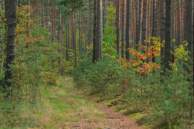 Uzun çam ormanı. Ağaçlar arasında asfaltlanmamış toprak bir yol var. Tekerlek izleri kahverengi iğnelerle kaplı. Tekerlek izleri ve kenarları arasında yer yosunlarla kaplı..