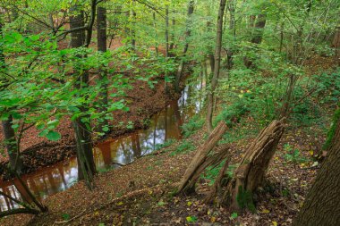 Yapraklı orman, ağaçlardaki yeşil yapraklar. Zemin, düşmüş, kuru yapraklarla kaplı. Bir derenin aktığı derin bir vadinin dibine uzanan dik bir yamaç. Güneşli bir gün..