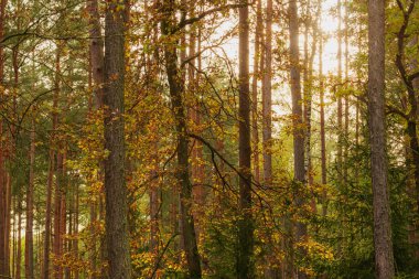 Uzun, karışık, kozalaklı yaprak döken orman. Güneşli bir sonbahar günü. Ağaçlardaki yapraklar sarardı. Ağaçların taçları güneş ışığıyla aydınlatılır, kör edici ışıkla..