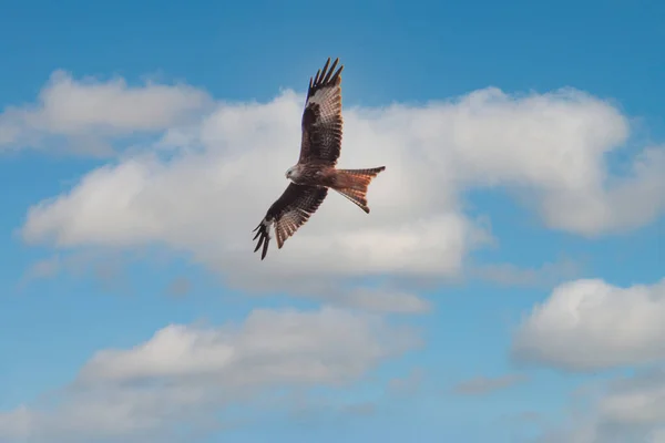 야생의 새입니다 공중을 활공하면서 날개가 깃털은 갈색이다 배경에 구름낀 — 스톡 사진