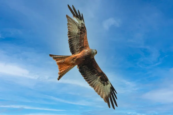 Wild Non Domestic Red Kite Bird While Gliding Air Its — Stock Photo, Image