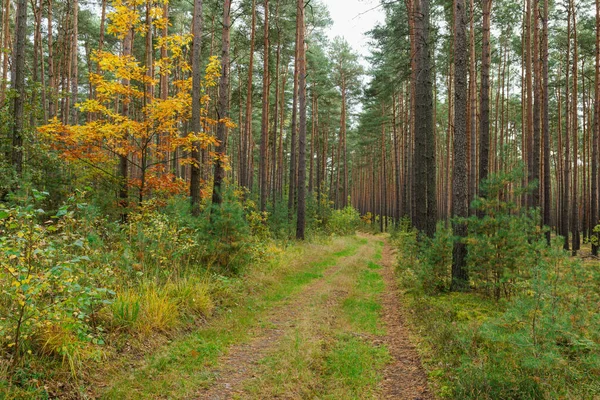 Tall Pine Forest Unpaved Dirt Road Trees Ruts Covered Brown — Stock Photo, Image