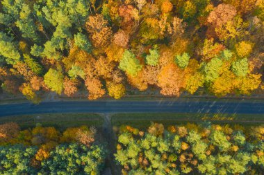 Karışık kozalaklı yaprak döken ormanda asfalt yol. Çam ağaçlarındaki iğneler yeşil. Sonbahar, ağaçlardaki yapraklar sarı. Fotoğraf bir dron kullanarak yüksek irtifadan çekildi..