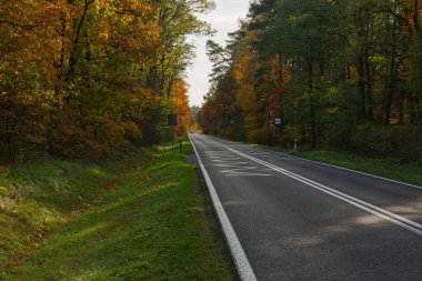 Asfalt yolu yaprak döken ormanda. Yol kenarı yeşil çimlerle kaplı. Yaprak döken ağaçlar yolun her iki tarafında yetişir. Sonbahar, bazı yapraklar kahverengi renkli. Güneşli bir gün..