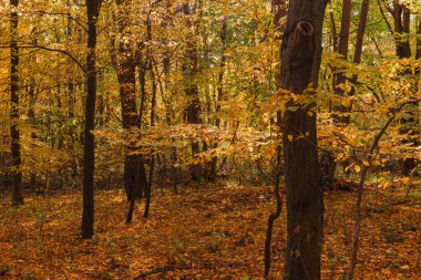 Yapraklı orman. Genç ağaçlar ve çalılar uzun, yaşlı ağaçların arasında yetişir. Sonbahar geldi, yapraklar sarardı. Güneşli bir gün..