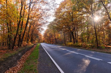 Asfalt yolu yaprak döken ormanda. Yol kenarı yeşil çimlerle kaplı. Yaprak döken ağaçlar yolun her iki tarafında yetişir. Sonbahar, bazı yapraklar kahverengi renkli. Güneşli bir gün..