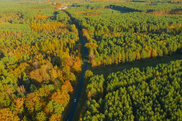 Асфальтовая Дорога Через Смешанный Хвойный Лиственный Лес Иглы Соснах Зелёные — стоковое фото