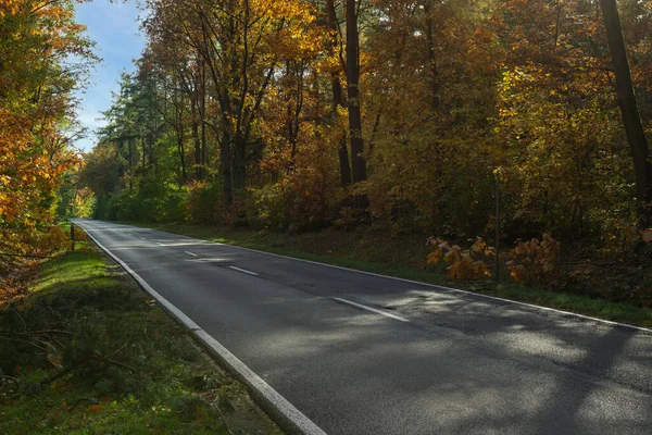 Asfaltová Cesta Listnatým Lesem Silnice Pokryta Zelenou Trávou Obou Stranách — Stock fotografie