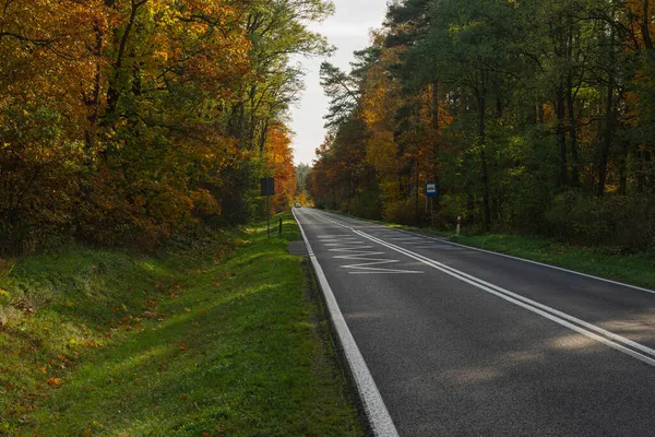 Asphalt Road Deciduous Forest Roadside Covered Green Grass Deciduous Trees — Stock Photo, Image