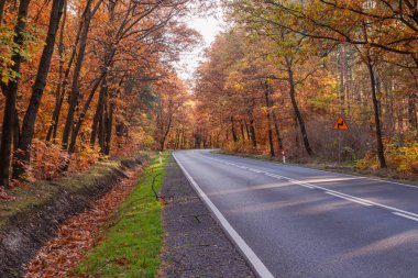 Asfalt yolu yaprak döken ormanda. Yol kenarı yeşil çimlerle kaplı. Yaprak döken ağaçlar yolun her iki tarafında yetişir. Sonbahar, bazı yapraklar kahverengi renkli. Güneşli bir gün..