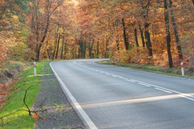 Asfalt yolu yaprak döken ormanda. Yol kenarı yeşil çimlerle kaplı. Yaprak döken ağaçlar yolun her iki tarafında yetişir. Sonbahar, bazı yapraklar kahverengi renkli. Güneşli bir gün..