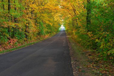 Asfalt, yaprak döken ormanda düz olmayan yol. Yol kenarı yeşil çimlerle kaplı. Yaprak döken ağaçlar yolun her iki tarafında yetişir. Dallar yola doğru eğiliyor ve bir kavis oluşturuyor. Sonbaharda bazı yapraklar sarı olur..