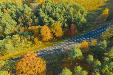 Karışık kozalaklı yaprak döken ormanda asfalt yol. Çam ağaçlarındaki iğneler yeşil. Sonbahar, ağaçlardaki yapraklar sarı. Fotoğraf bir dron kullanarak yüksek irtifadan çekildi..
