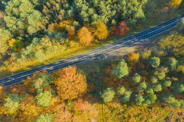 Karışık kozalaklı yaprak döken ormanda asfalt yol. Çam ağaçlarındaki iğneler yeşil. Sonbahar, ağaçlardaki yapraklar sarı. Fotoğraf bir dron kullanarak yüksek irtifadan çekildi..