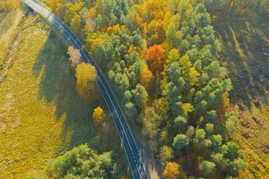Karışık kozalaklı yaprak döken ormanda asfalt yol. Çam ağaçlarındaki iğneler yeşil. Sonbahar, ağaçlardaki yapraklar sarı. Fotoğraf bir dron kullanarak yüksek irtifadan çekildi..
