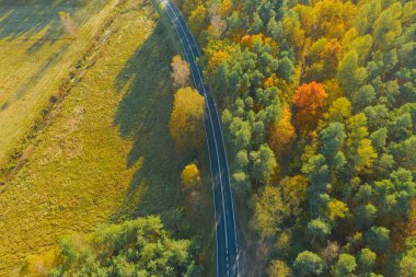 Karışık kozalaklı yaprak döken ormanda asfalt yol. Çam ağaçlarındaki iğneler yeşil. Sonbahar, ağaçlardaki yapraklar sarı. Fotoğraf bir dron kullanarak yüksek irtifadan çekildi..