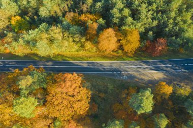 Karışık kozalaklı yaprak döken ormanda asfalt yol. Çam ağaçlarındaki iğneler yeşil. Sonbahar, ağaçlardaki yapraklar sarı. Fotoğraf bir dron kullanarak yüksek irtifadan çekildi..