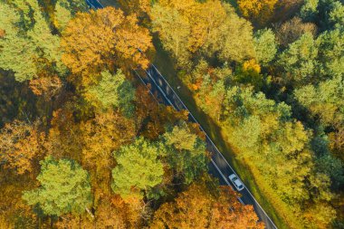 Karışık kozalaklı yaprak döken ormanda asfalt yol. Çam ağaçlarındaki iğneler yeşil. Sonbahar, ağaçlardaki yapraklar sarı. Fotoğraf bir dron kullanarak yüksek irtifadan çekildi..