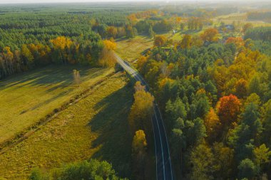 Karışık kozalaklı yaprak döken ormanda asfalt yol. Çam ağaçlarındaki iğneler yeşil. Sonbahar, ağaçlardaki yapraklar sarı. Fotoğraf bir dron kullanarak yüksek irtifadan çekildi..