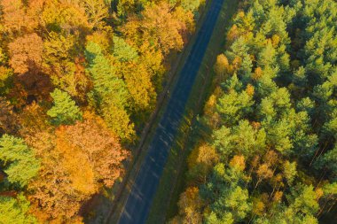 Karışık kozalaklı yaprak döken ormanda asfalt yol. Çam ağaçlarındaki iğneler yeşil. Sonbahar, ağaçlardaki yapraklar sarı. Fotoğraf bir dron kullanarak yüksek irtifadan çekildi..