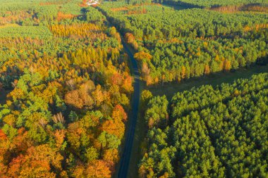 Karışık kozalaklı yaprak döken ormanda asfalt yol. Çam ağaçlarındaki iğneler yeşil. Sonbahar, ağaçlardaki yapraklar sarı. Fotoğraf bir dron kullanarak yüksek irtifadan çekildi..