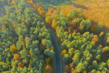 Karışık kozalaklı yaprak döken ormanda asfalt yol. Çam ağaçlarındaki iğneler yeşil. Sonbahar, ağaçlardaki yapraklar sarı. Fotoğraf bir dron kullanarak yüksek irtifadan çekildi..