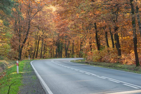 Asfalt yolu yaprak döken ormanda. Yol kenarı yeşil çimlerle kaplı. Yaprak döken ağaçlar yolun her iki tarafında yetişir. Sonbahar, bazı yapraklar kahverengi renkli. Güneşli bir gün..