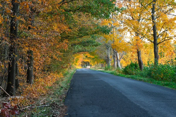 アスファルト 落葉樹林を介して不均一な道路 道は緑の草で覆われている 道路の両側に落葉樹が成長します 枝は道路に向かって傾いて弧を描いています 葉の一部は黄色です — ストック写真