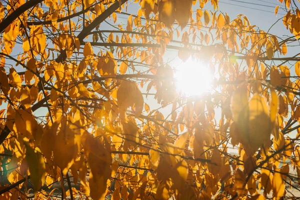 Forêt Feuillue Jeunes Arbres Arbustes Poussent Parmi Grands Arbres Âgés — Photo