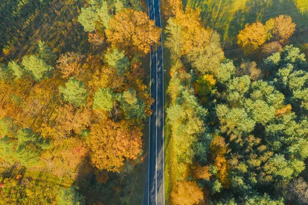 Estrada Asfalto Através Uma Floresta Caduca Conífera Mista Agulhas Nos — Fotografia de Stock