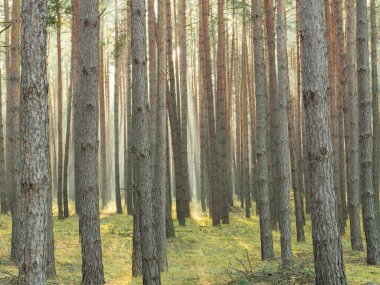 Uzun çam ormanı. Sisli bir sabah. Ağaçlar arasında bir sis sürükleniyor. Güneşin yükselen ışınları sisi delip geçiyor. Resimli ışık çizgileri oluşturuyor..